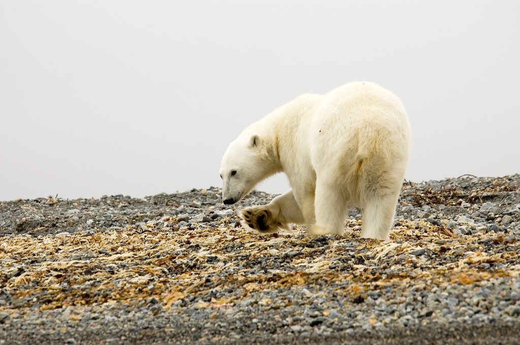 2507 Lågøua isbjørn03.jpg - Polar Bear (Thalarctos maritimus) Isbjørn, Spitsbergen Norway July 2008